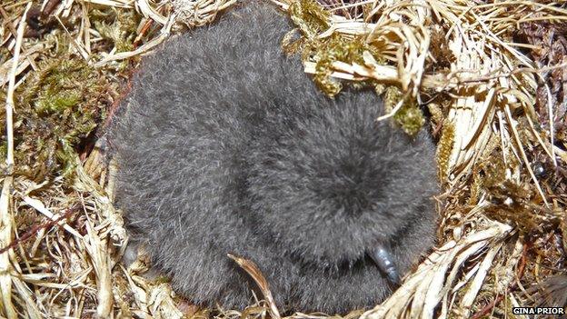 Leach's storm petrel chick