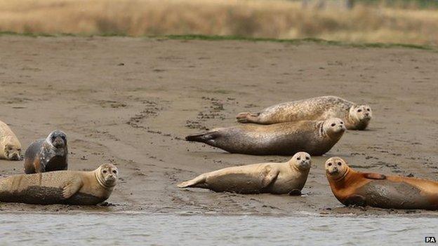 Seals by the River Thames