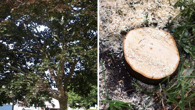 Hospital Road black maple before and after felling, 23 August 2013