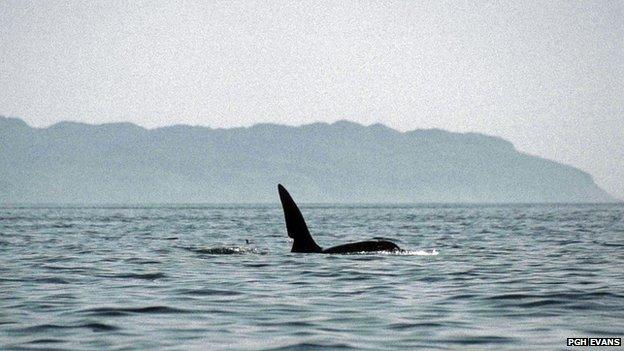 Killer whale John Coe off Eigg