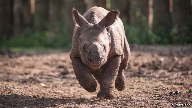 Komala the Indian rhino