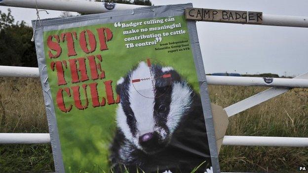 Anti-badger cull poster