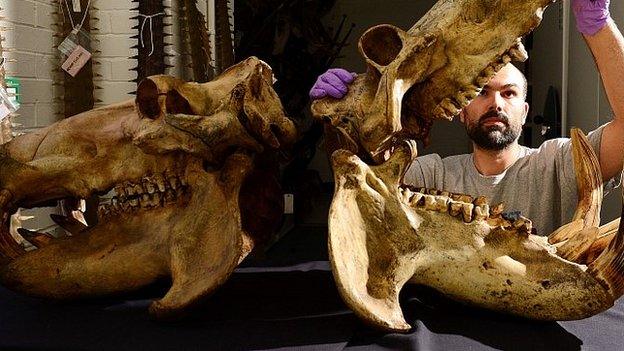 Dan Gordon, Keeper of Biology at Tyne and Wear Archives and Museums with a pair of hippo skulls