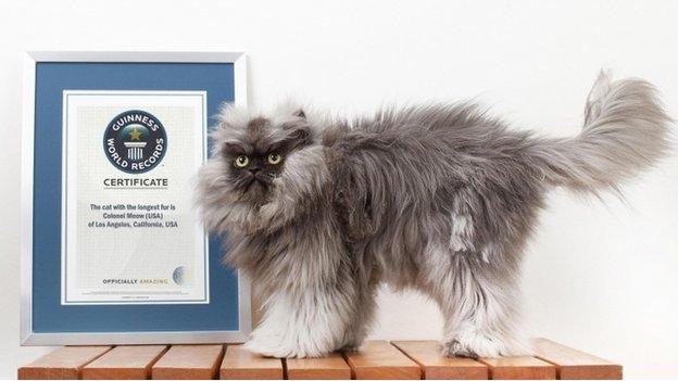 Cat with long fur next to a certificate