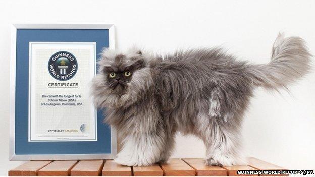 Cat with long fur next to a certificate