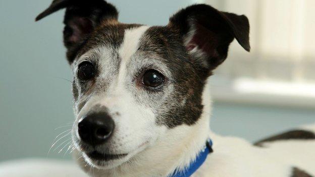 Close up of Star the dog, a Jack Russell terrier