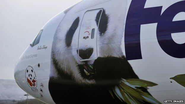 Tian Tian and Yang Guang arrived by a special Panda Express cargo plane