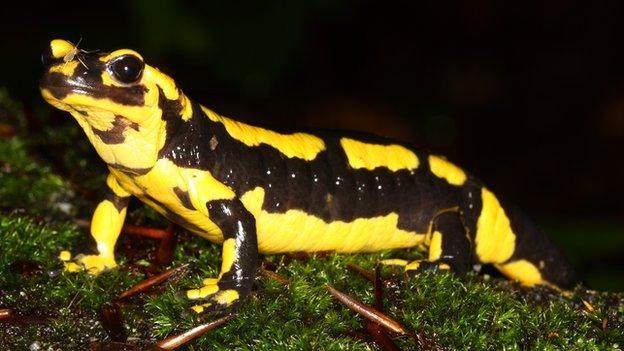 Fire salamander