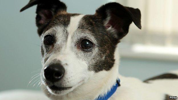 Close up of Star the dog, a Jack Russell terrier