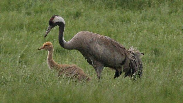 Crane and chick