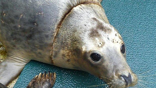 King Niepold, grey seal