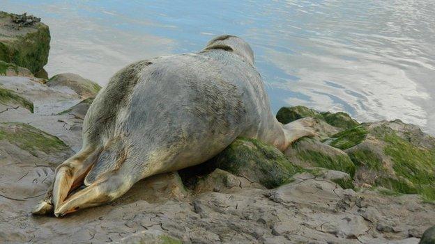 King Niepold, grey seal