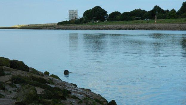 King Niepold, grey seal