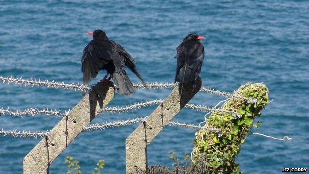 Red-Billed Chough