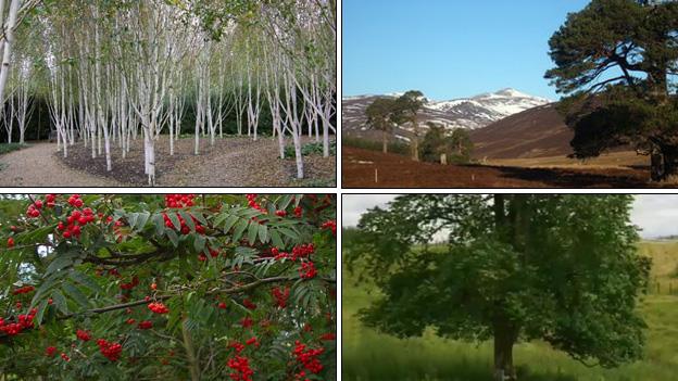 Clockwise from left: birch, Scots pine, wych elm, rowan