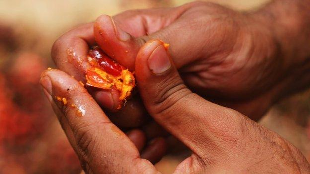 Man breaks a nut with palm oil in Ivory Coast (September 2013)