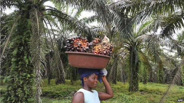 A labourer carries freshly cut palm fruits to be used in making palm oil at a plantation in Ivory Coast (6 June 2013)