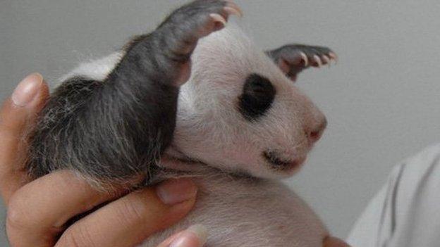 Panda cub