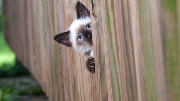 Cat spying through fence