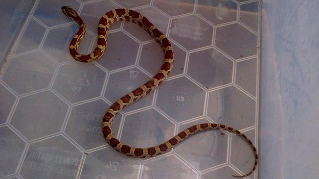 Disco the corn snake