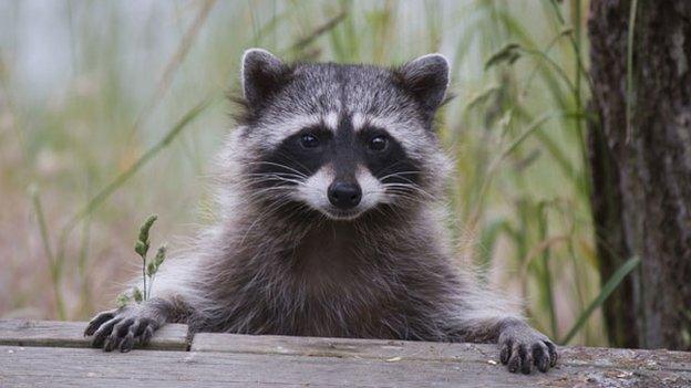 RAccoon