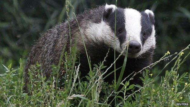 Badger walking through grass