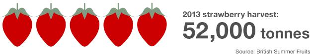 Graphic showing the UK strawberry harvest in 2013 was 52,000 tonnes