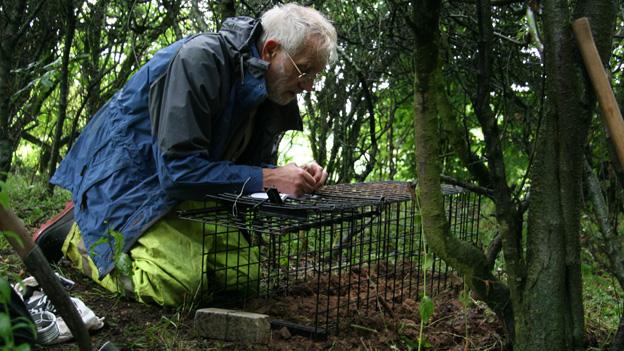 Volunteer setting badger trap