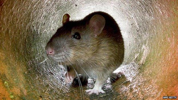 Rat in a drainpipe