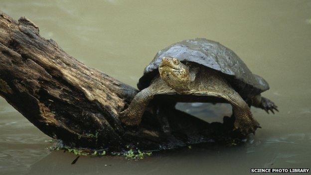 Terrapin