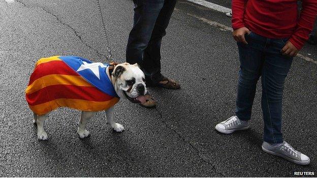 Dog wears Catalan flag in Barcelona