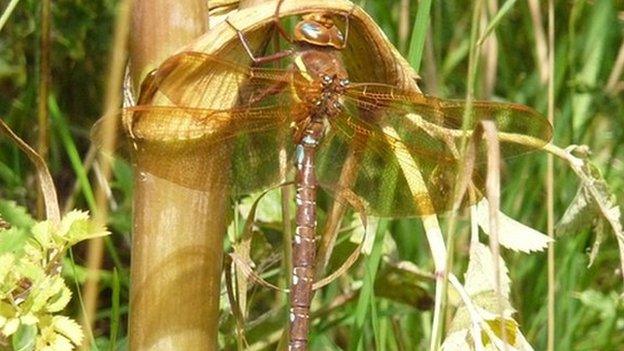 The brown hawker dragonfly