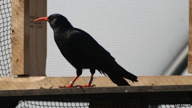 Red-billed chough