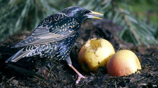 Starling feeding on apples