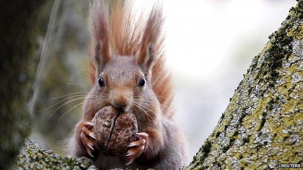 Red squirrel