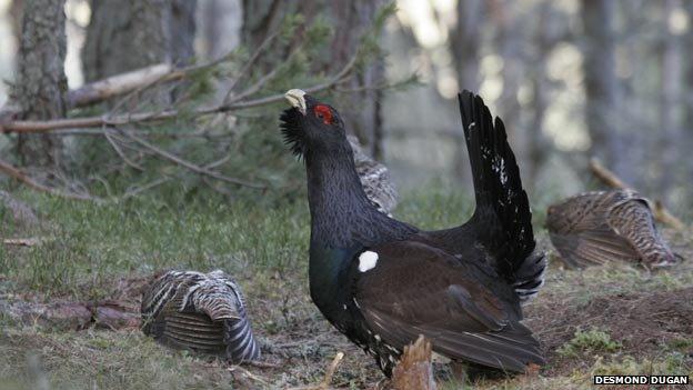 Capercaillie