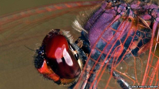 Ruddy darter dragonfly