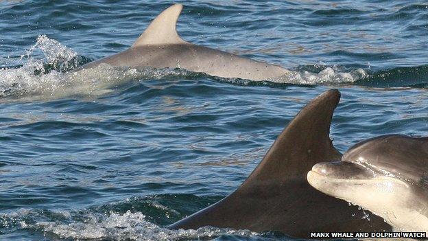 Bottlenose dolphins spotted near the east coast of the Isle of Man on Monday