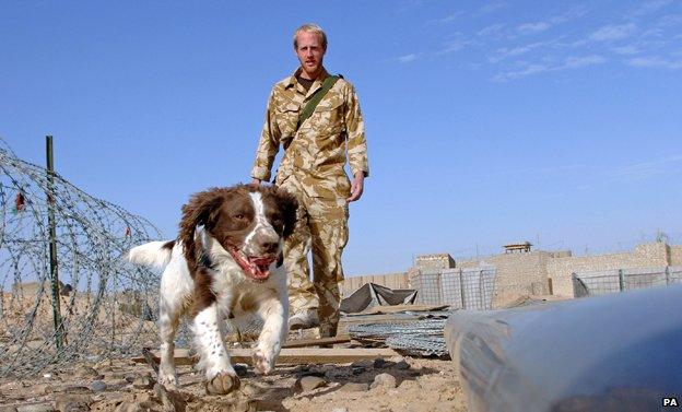 Explosives sniffer dog in Afghanistan