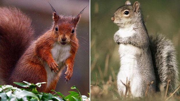 Native red squirrel (l) and a grey squirrel