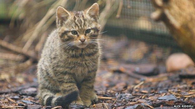 Scottish wildcat kitten