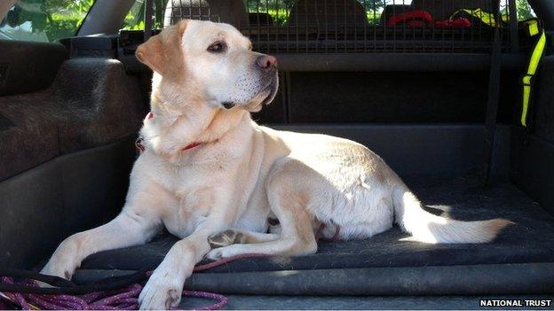 Sam the dry rot sniffer dog