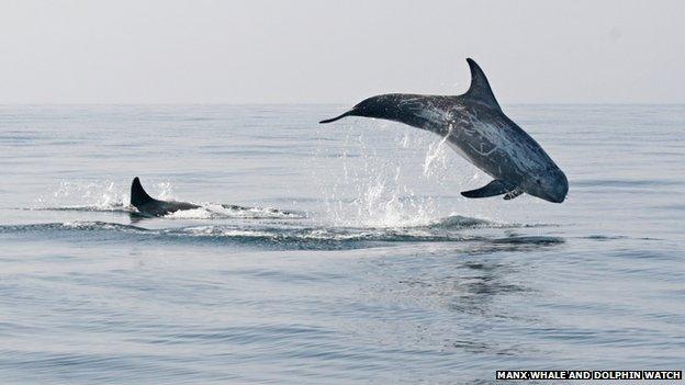 Risso's Dolphin