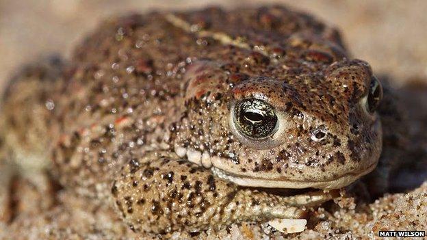 Natterjack toad