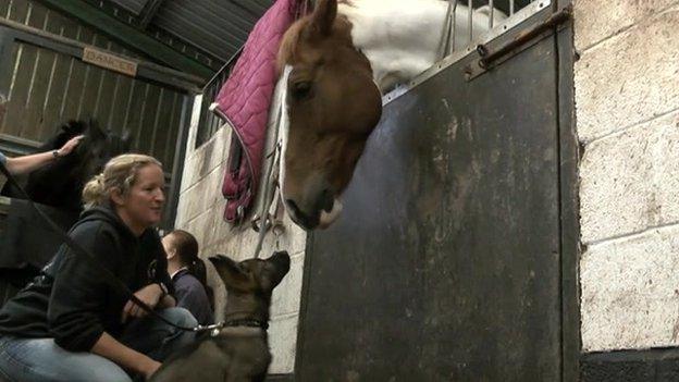 Puppy and horse