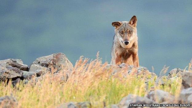 Eurasian grey wolf