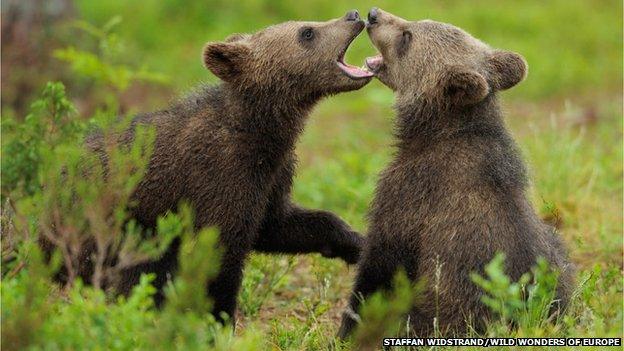 Bear cubs