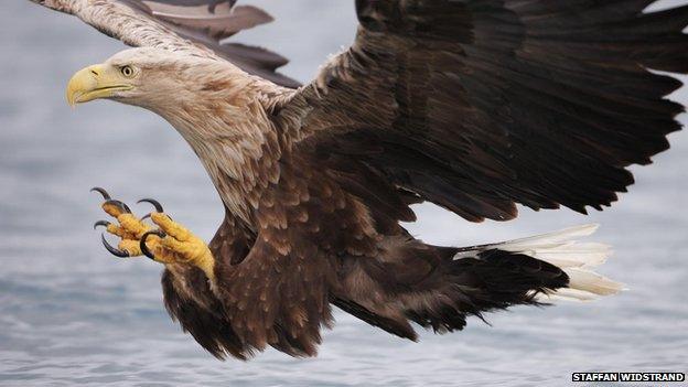 White-tailed eagle