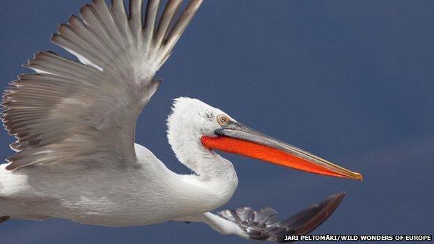 Dalmatian Pelican