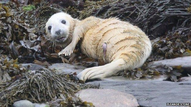 Isle of Man seal pup